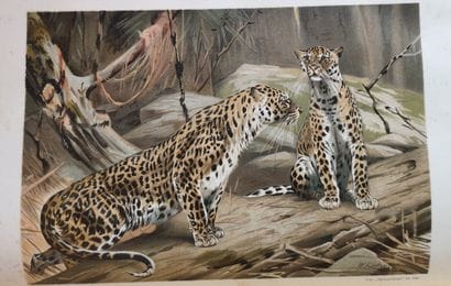 BREM A. (1829-1884)

La Vie des animaux....
