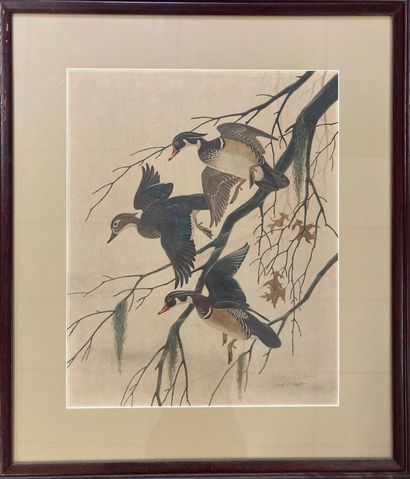 Lithographie, Trois Canards. 

Signée et...