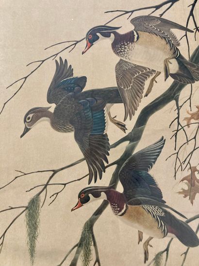 Lithographie, Trois Canards. 

Signée et...