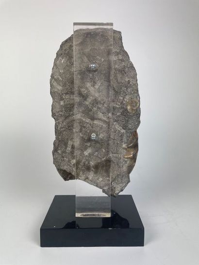 FOSSILS

Block with polished ammonites

Mounted...