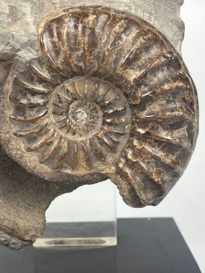 FOSSILS

Block with polished ammonites

Mounted...