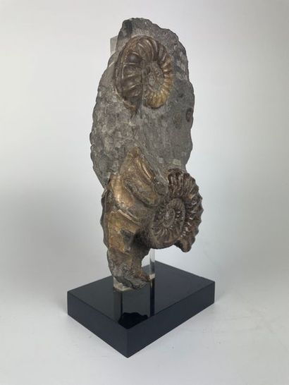 FOSSILS

Block with polished ammonites

Mounted...