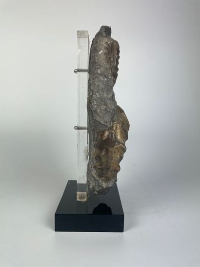 FOSSILS

Block with polished ammonites

Mounted...