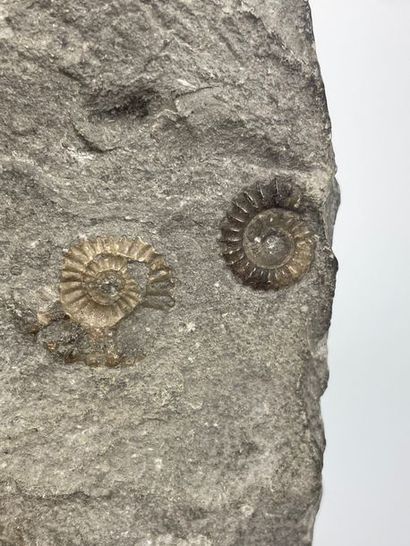 FOSSILS

Block with polished ammonites

Mounted...