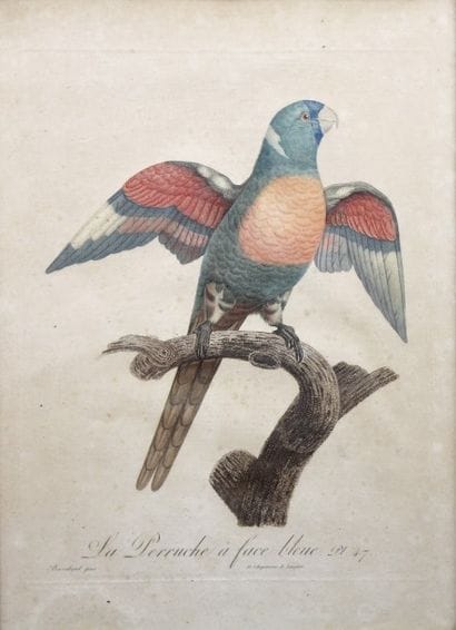 Jacques Barraband (1767-1809) d’après Ecole...