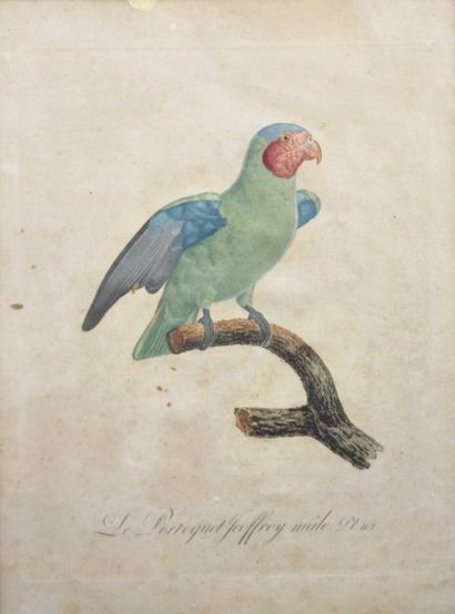 Jacques Barraband (1767-1809) d’après Ecole...