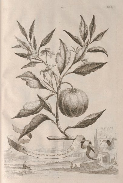 MUNTING Abraham (1626-1683)
Nauwkeurige beschryving...