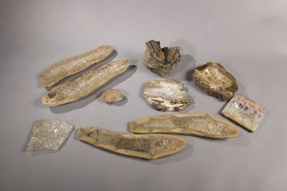 Deux fossiles de poisson et un fossile de...