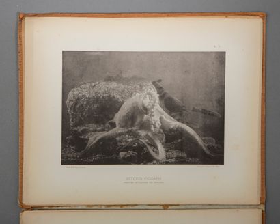 FABRE-DOMERGUE. The photography of aquatic...