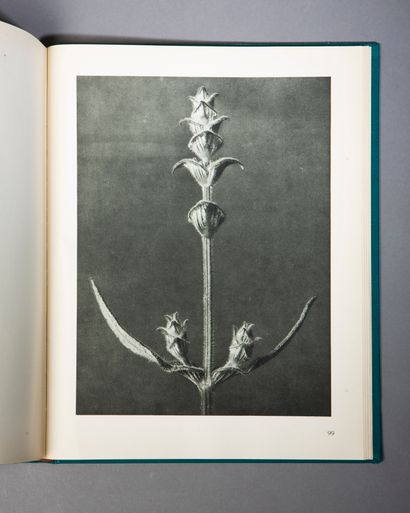 BLOSSFELDT (Karl). Urformen der Kunst. Berlin,...