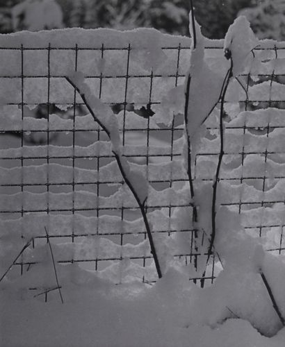 Jan LAUSCHMANN (1901-1991).

The shrub under...
