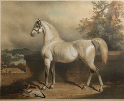 Alfred de DREUX (1810-1860) after.
Ali -...
