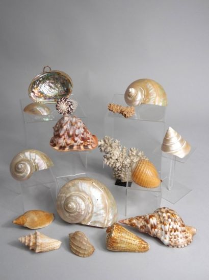 Ensemble de seize coquillages.