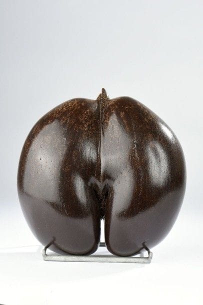 Coco de mer (Lodoicea madivica).
Haut.: 27...