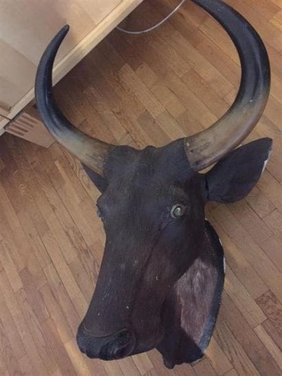 Tête de buffle en composition.
H. 80 - L....