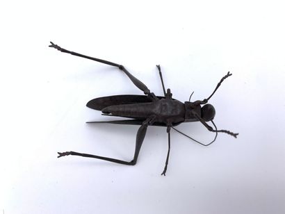 Japon, Jizai okimono en fer
JAPON - Époque...