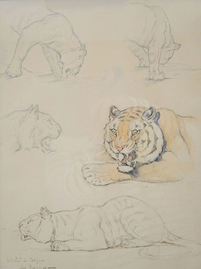 Edouard EVENO (1884-1980)
Etude de tigres
Aquarelle,...