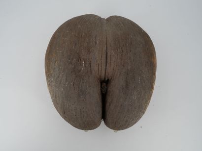 Coconut palm seed.
Height 33 cm.