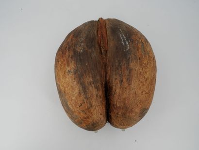 Coconut palm seed.
Height 33 cm.