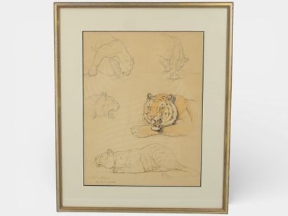 Edouard EVENO (1884-1980)
Etude de tigres
Aquarelle,...