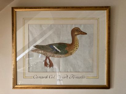 
Canard col vert femelle / Canard col vert...
