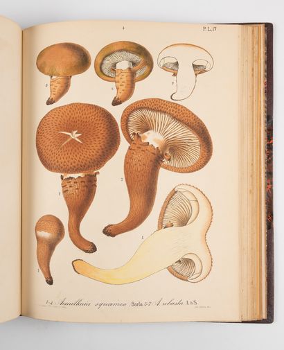 BARLA (J.-B.).
Illustrated mycological flora....