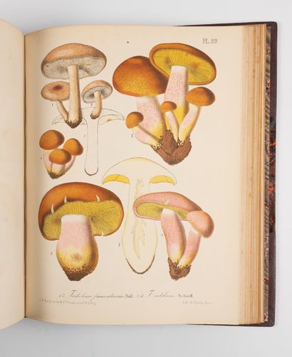 BARLA (J.-B.).
Illustrated mycological flora....