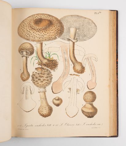 BARLA (J.-B.).
Illustrated mycological flora....