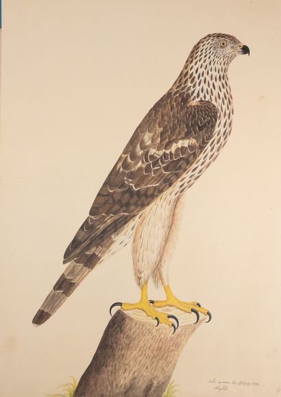 RUDBECK the young (Olof).
The Portfolio....