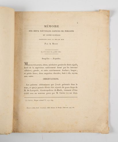 RISSO. 
Memorandum on two new species of...