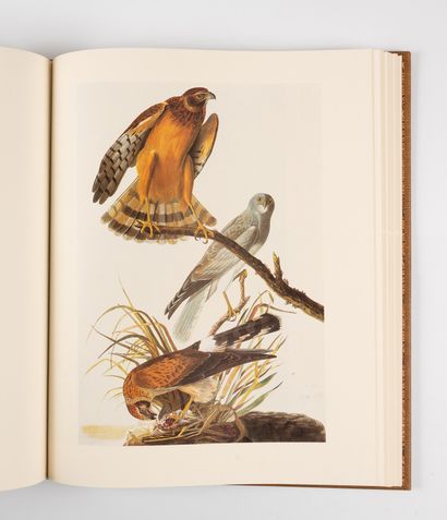 AUDUBON (John-James).
The original watercolor...