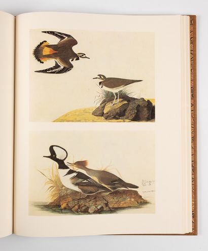 AUDUBON (John-James).
The original watercolor...