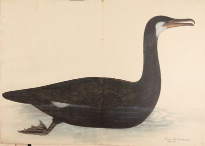 RUDBECK the young (Olof).
The Portfolio....