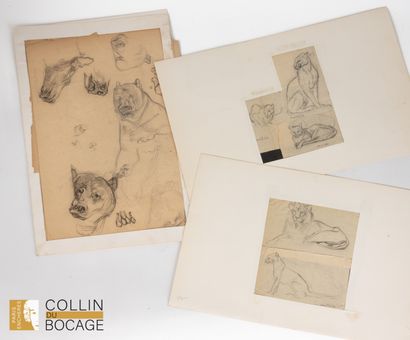 In the spirit of GUYOT
Animal studies (bears...