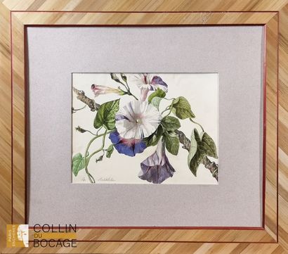 19th century school
bindweed
watercolor,...
