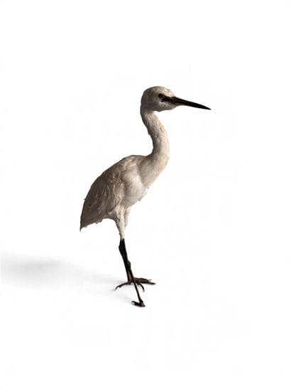 Stuffed heron. Height: 50 cm.