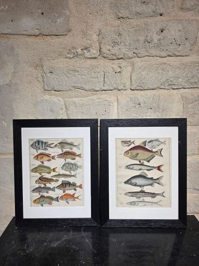 Cinq gravures de poissons 
Lithographies,...