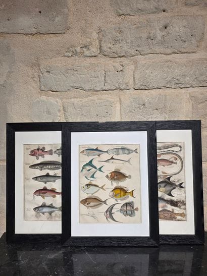 Cinq gravures de poissons 
Lithographies,...