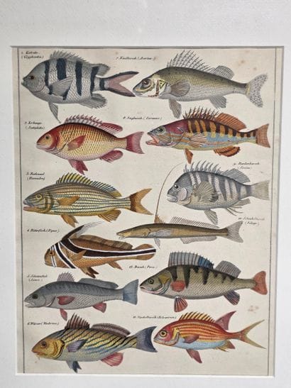 Cinq gravures de poissons 
Lithographies,...