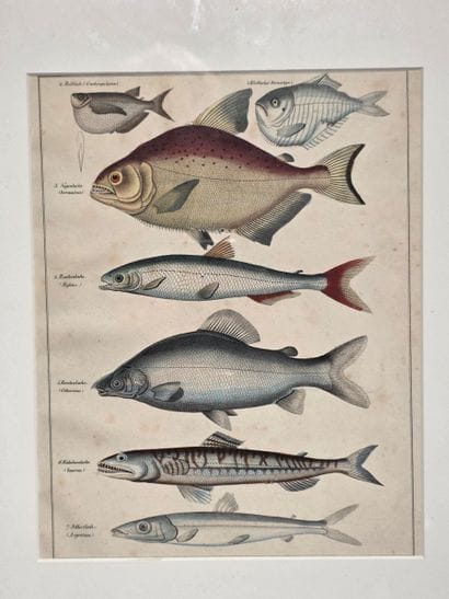 Cinq gravures de poissons 
Lithographies,...