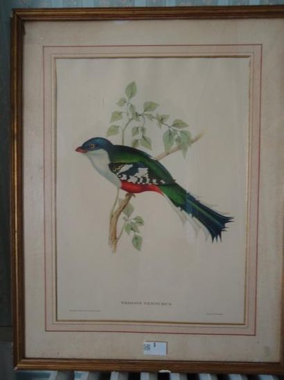Paire de gravure à décor d'oiseaux, 40 x...