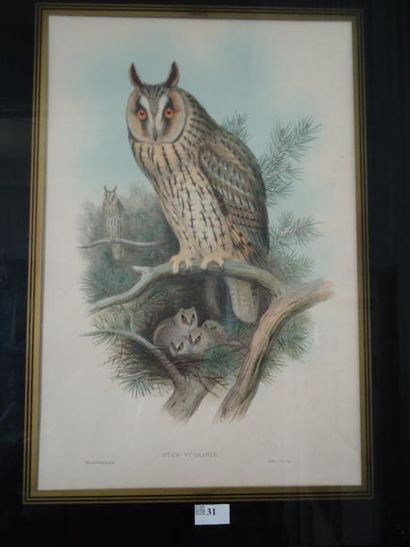 Gravure en couleur, Hiboux, 54,5 x 35,5 ...