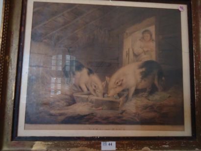 Ecole Anglaise
Les cochons, Gravure en couleur,...