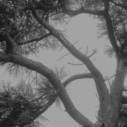 Chau-Cuong Lê
Untitled trees #1, Piezzo print...