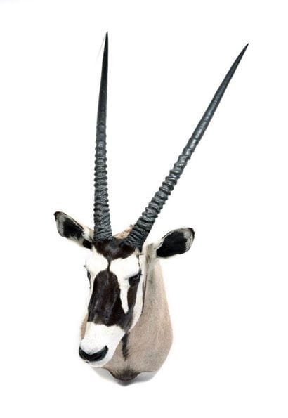 Oryx Gemsbok (Oryx gazella gazella) (CH):

beautiful...