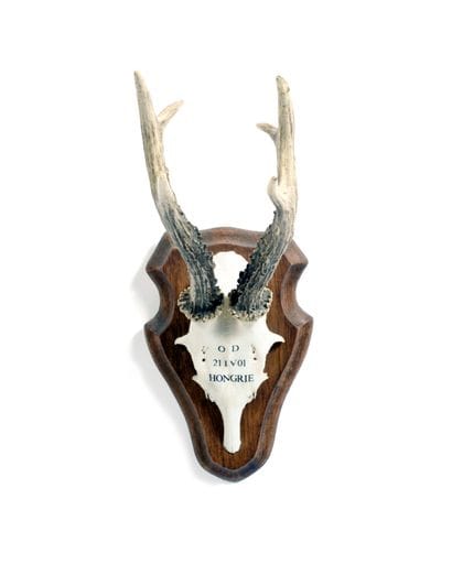 Set of 10 European roe deer (Capreolus capreolus)...