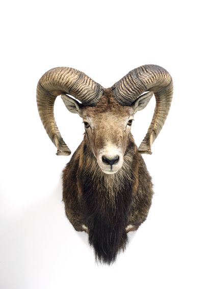 Corsican sheep (Ovis gmelinii musimon) (CH):

head...