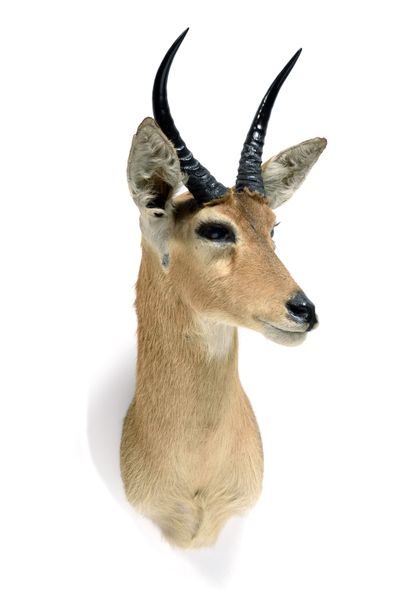 Great reed cob (Redunca

arundinum) (CH):

head...