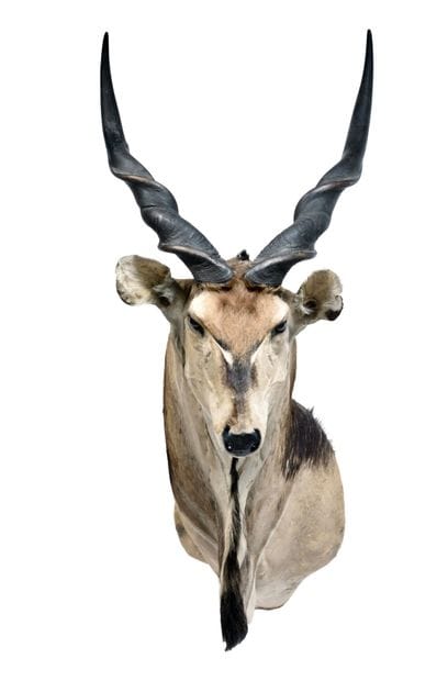 Derby elk (Taurotragus derbianus)

(CH):

magnificent...