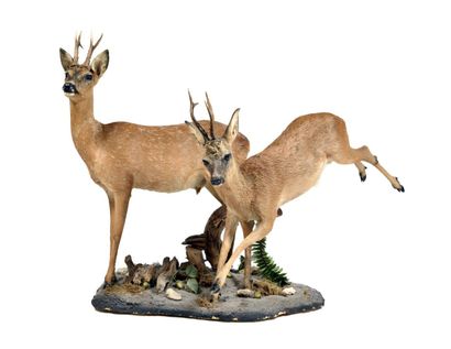 Magnificent diorama including two specimens...